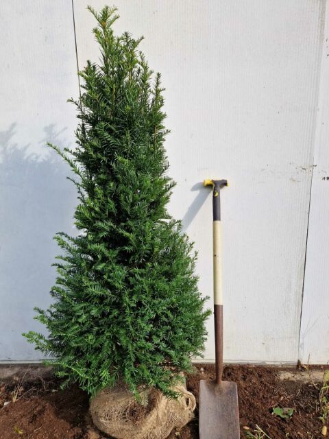 Eibe - Taxus baccata 140/160 cm SONDERANGEBOT
