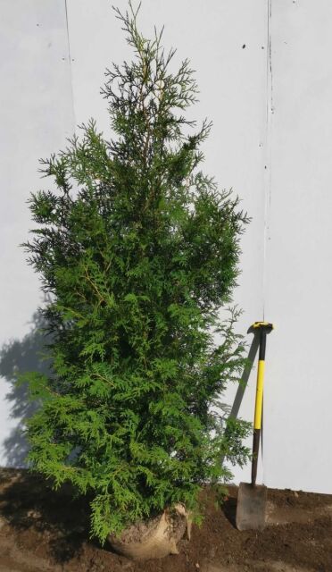 Thuja Brabant Lebensbaum 180/200 cm extra SONDERANGEBOT