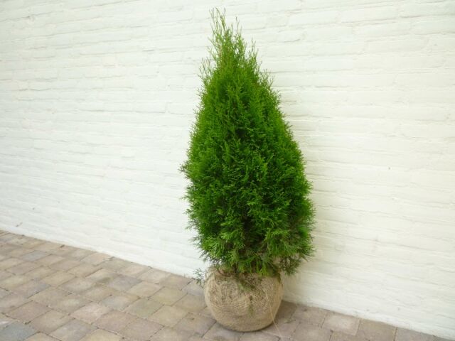 Thuja Smaragd Lebensbaum 100/120 cm