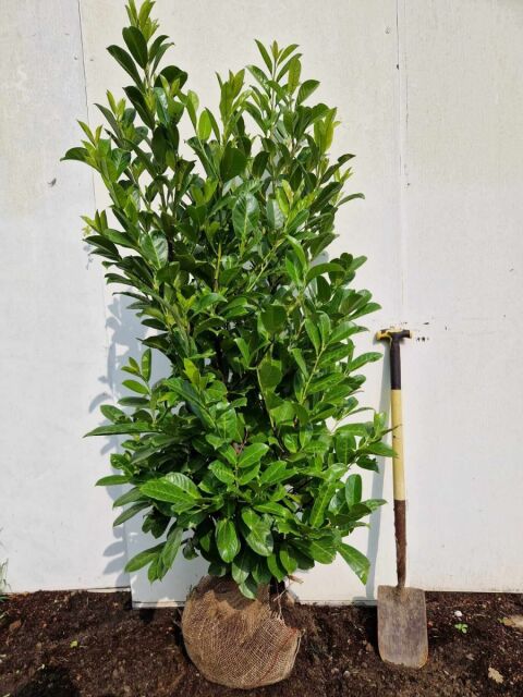 Kirschlorbeer Rotundifolia 125/150 cm