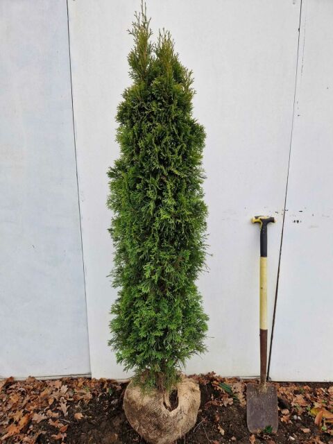 Thuja Smaragd Lebensbaum 140/160 cm SOMMER SORTIMENT