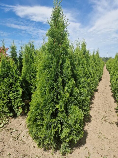 Thuja Smaragd Lebensbaum 140/160 cm