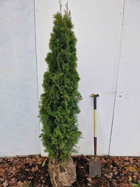 Thuja Smaragd Lebensbaum 160/180 cm SOMMER SORTIMENT