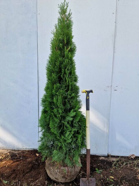 Thuja Smaragd Lebensbaum 160/180 cm