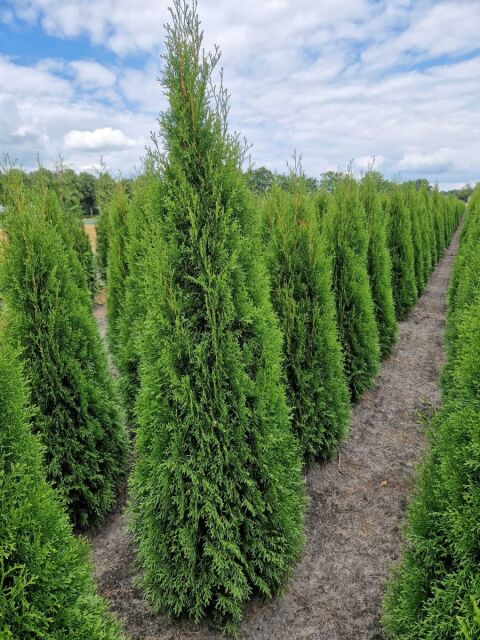 Thuja Smaragd Lebensbaum 160/180 cm