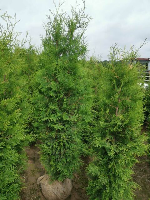 Thuja Brabant Lebensbaum 200/220 cm - ab 6. September 2025 wieder lieferbar