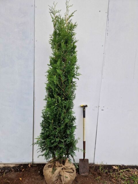 Thuja Brabant Lebensbaum 200/220 cm