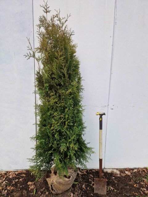 Thuja Brabant Lebensbaum 200/220 cm