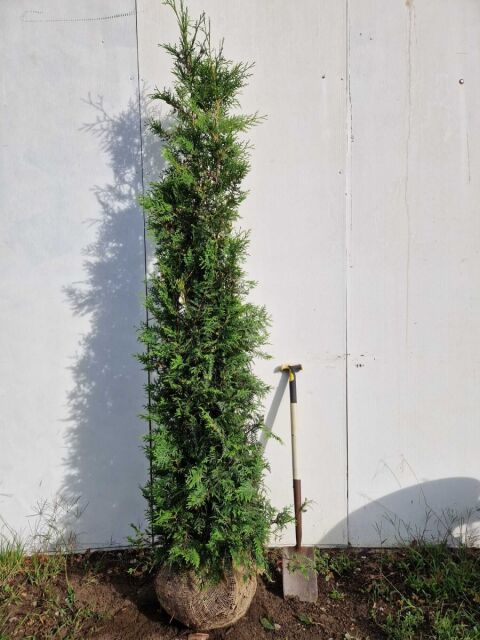 Thuja Brabant Lebensbaum 200/220 cm