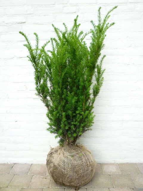 Taxus media Hillii 80/100 cm - ab 8. September 2025 wieder lieferbar