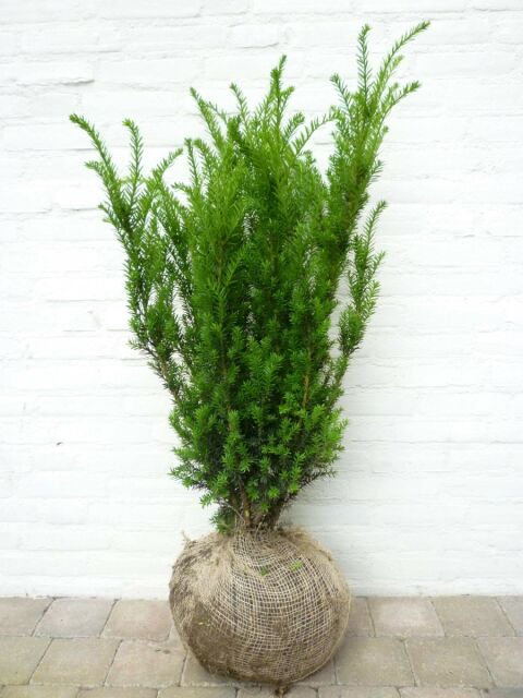 Taxus media Hillii 80/100 cm