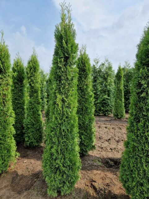 Thuja Smaragd Lebensbaum 220/240 cm