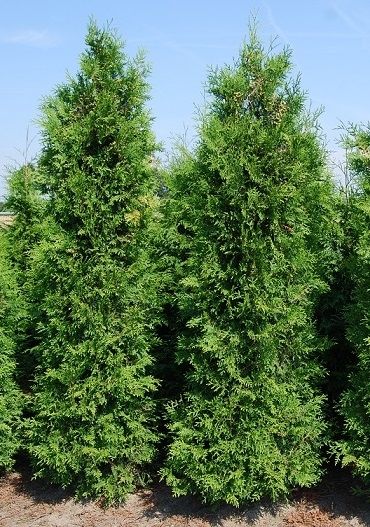 Thuja Brabant Lebensbaum 275/300 cm - ab 1. Oktober 2025 wieder lieferbar
