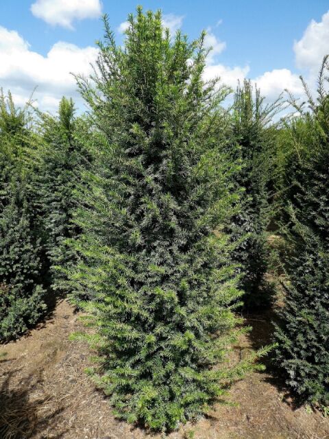 Eibe - Taxus baccata 160/180 cm - ab 6. September 2025 wieder lieferbar