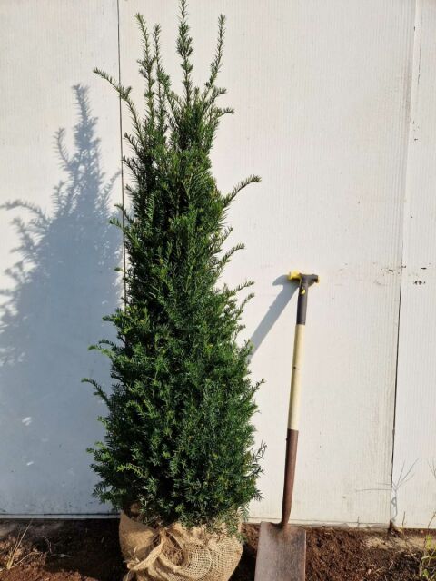 Eibe - Taxus baccata 160/180 cm