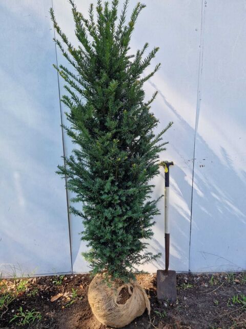 Eibe - Taxus baccata 160/180 cm