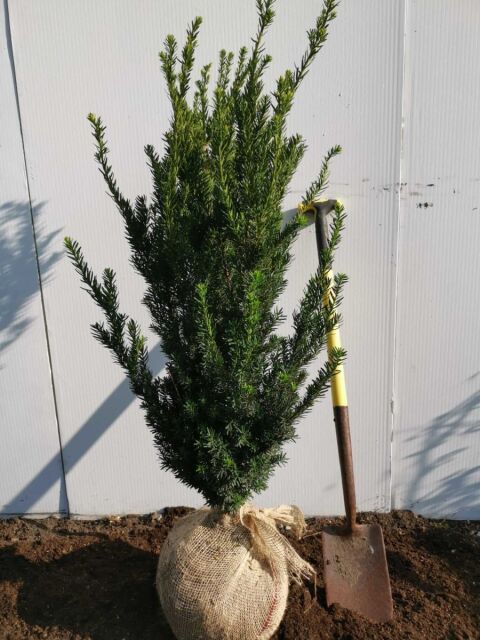 Taxus media Hillii 100/120 cm SOMMER SORTIMENT