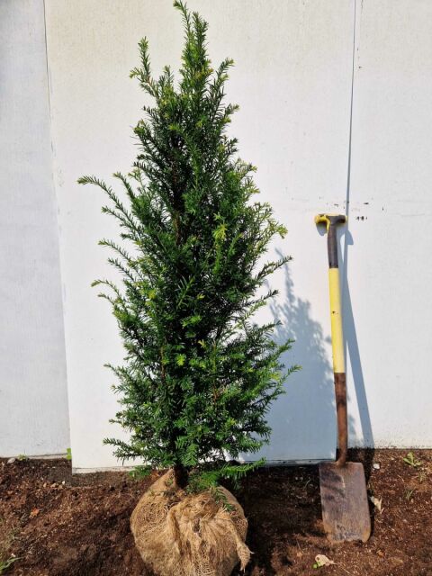Eibe - Taxus baccata 120/140 cm SOMMER SORTIMENT