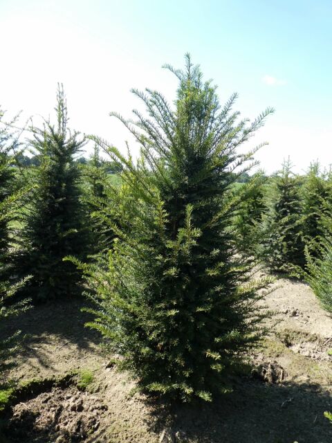 Eibe - Taxus baccata 120/140 cm - ab 6. September 2025 wieder lieferbar