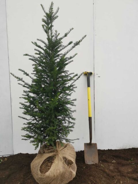 Eibe - Taxus baccata 100/120 cm SOMMER SORTIMENT