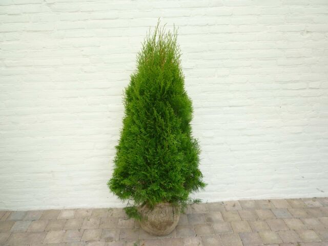 Thuja Smaragd Lebensbaum 120/140 cm