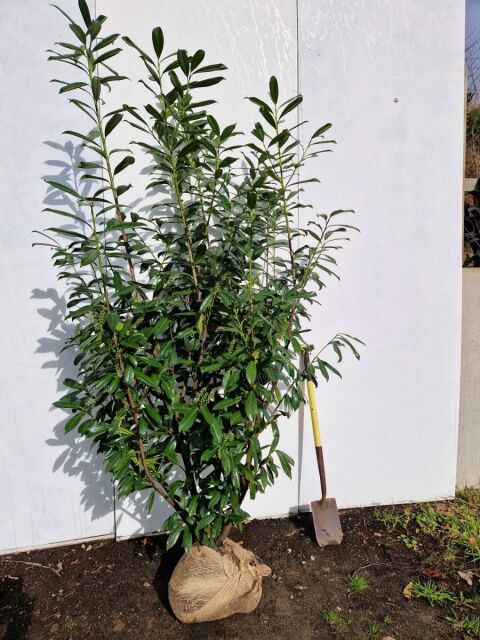 Kirschlorbeer Caucasica 160/180 cm - Ab 8. September 2025 wieder lieferbar