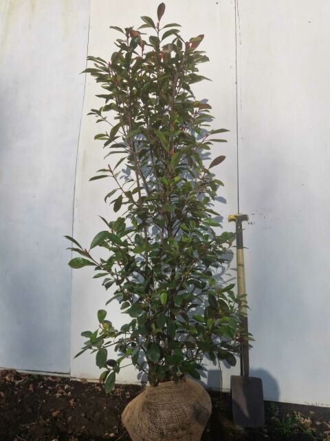 Glanzmispel Red Robin 150/175 cm SOMMER SORTIMENT