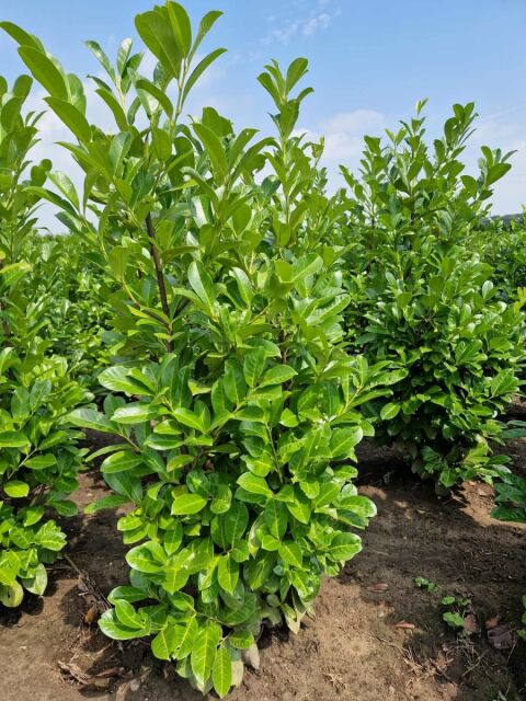 Kirschlorbeer Rotundifolia 160/180 cm SOMMER SORTIMENT