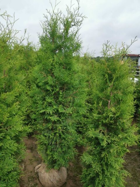 Thuja Brabant Lebensbaum 180/200 cm