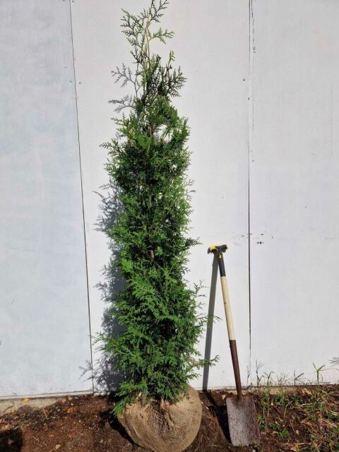 Thuja Brabant Lebensbaum 180/200 cm