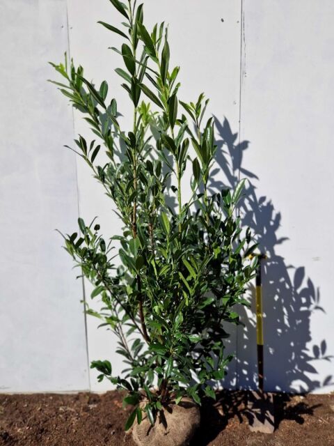 Kirschlorbeer Caucasica 180/200 cm