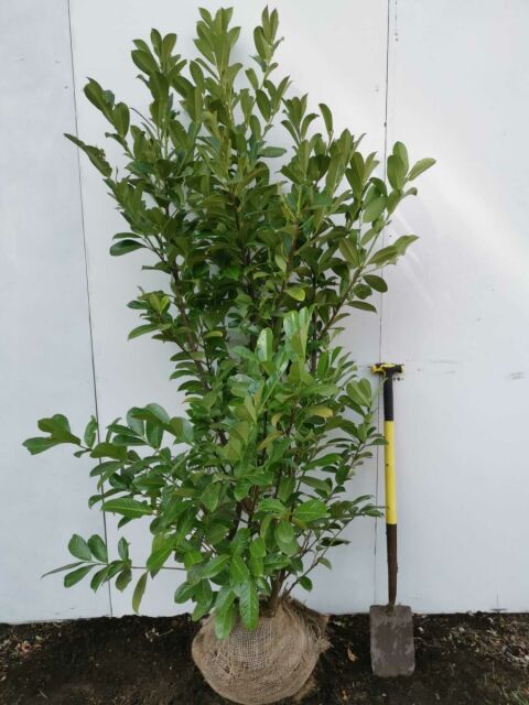 Kirschlorbeer Rotundifolia 180/200 cm - Ab September 2024 wieder verfügbar