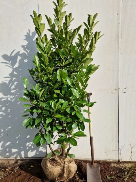 Kirschlorbeer Rotundifolia 180/200 cm