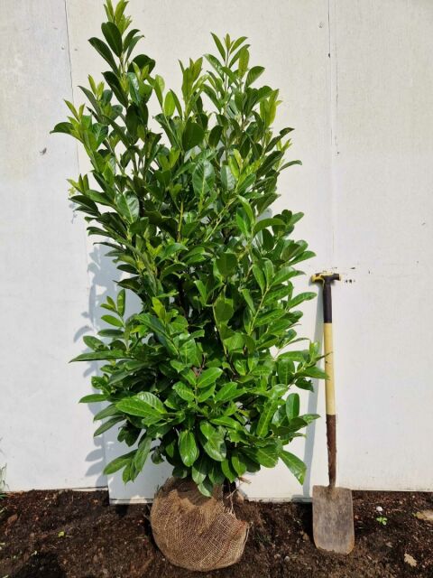 Kirschlorbeer Rotundifolia 140/160 cm - ab 8. September 2025 wieder lieferbar