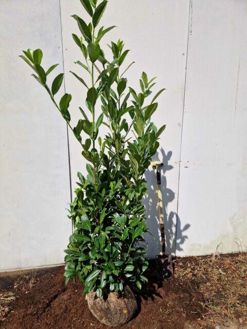Kirschlorbeer Rotundifolia 140/160 cm