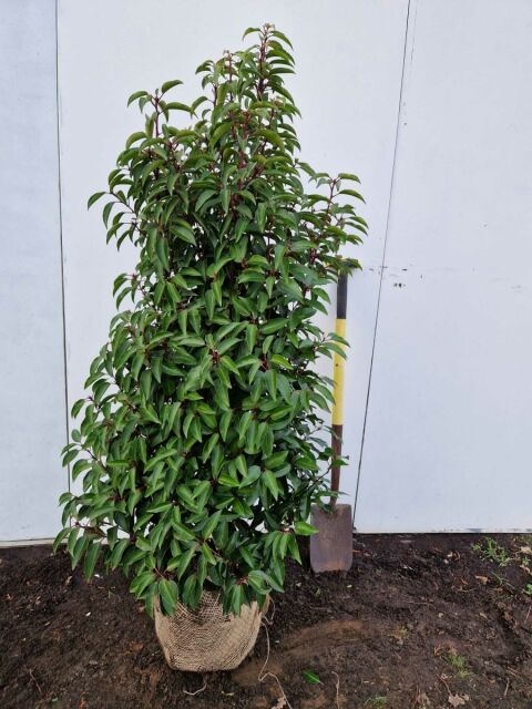 Portugiesischer Kirschlorbeer Angustifolia 120/140 cm