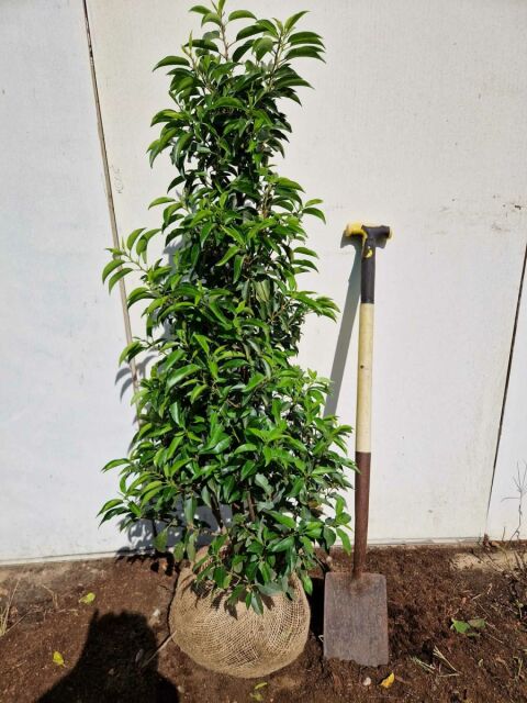 Portugiesischer Kirschlorbeer Angustifolia 120/140 cm SONDERANGEBOT 