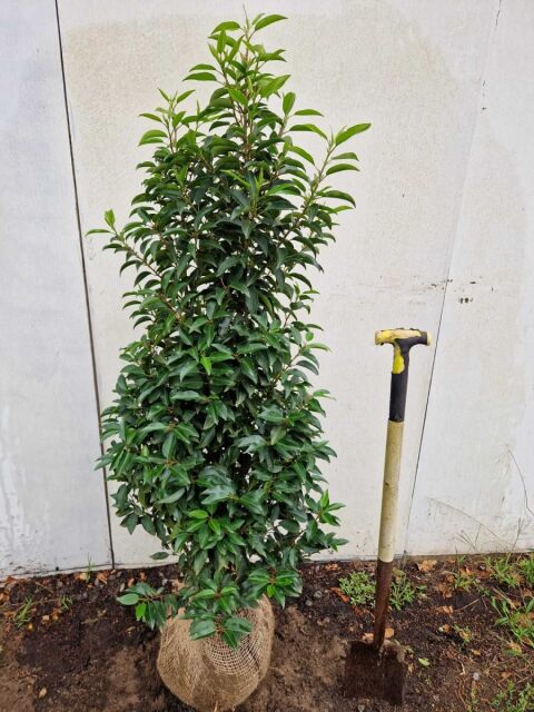 Portugiesischer Kirschlorbeer Angustifolia 120/140 cm