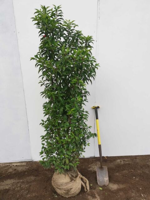 Portugiesischer Kirschlorbeer Angustifolia 160/180 cm - ab 8. September 2025 wieder lieferbar