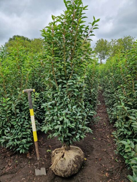 Portugiesischer Kirschlorbeer Angustifolia 160/180 cm