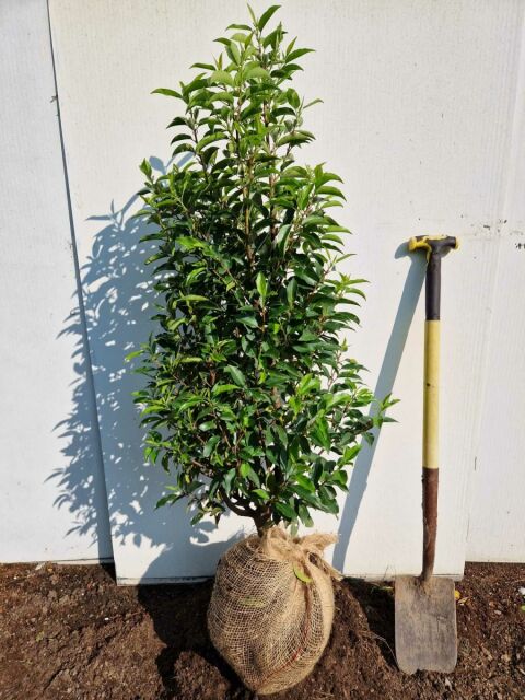 Portugiesischer Kirschlorbeer Angustifolia 100/120 cm SOMMER SORTIMENT