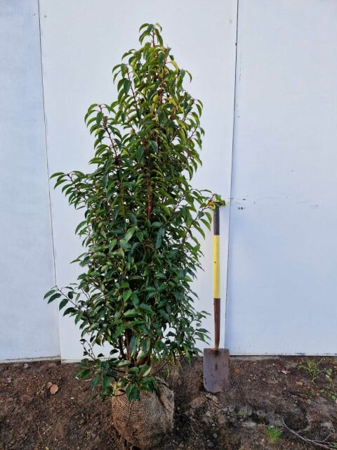 Portugiesischer Kirschlorbeer Angustifolia 140/160 cm - ab 8. September 2025 wieder lieferbar