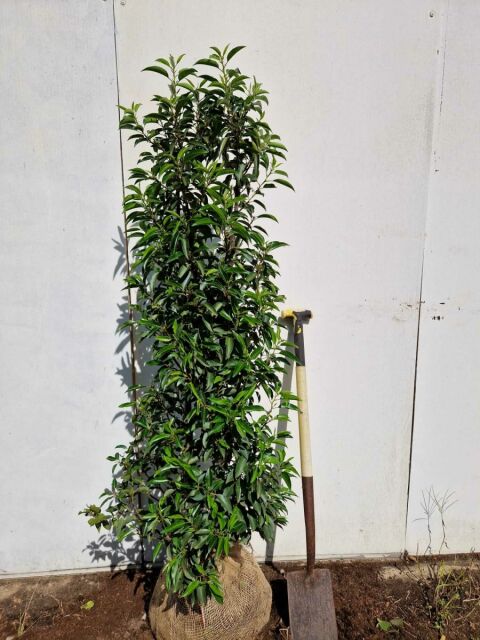 Portugiesischer Kirschlorbeer Angustifolia 140/160 cm SONDERANGEBOT