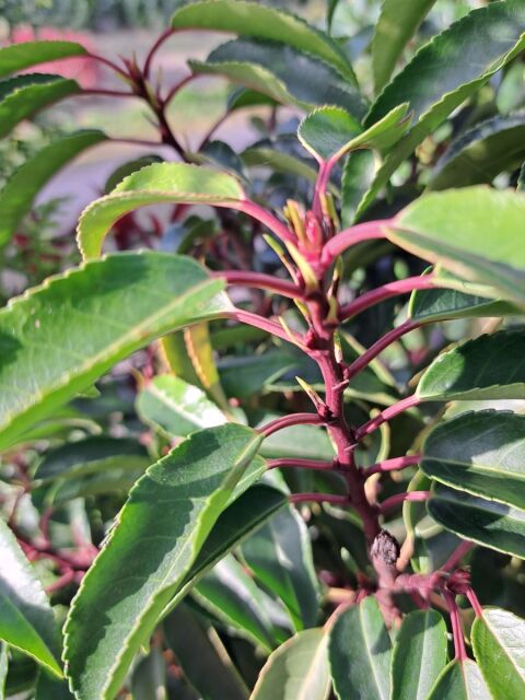 Portugiesischer Kirschlorbeer Angustifolia 140/160 cm SONDERANGEBOT -  pflanzenabholen.de