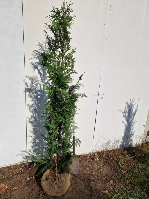Thuja plicata Excelsa 160/180 cm