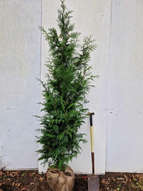 Thuja plicata Excelsa 180/200 cm SOMMER SORTIMENT