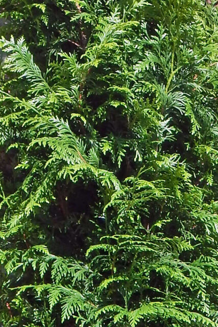Thuja plicata Excelsa 180/200 cm