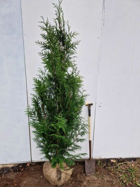 Thuja plicata Excelsa 180/200 cm