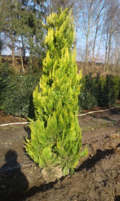 Gelbe Scheinzypresse 'Ivonne' 220/240 cm - ab 1. Oktober 2025 wieder lieferbar