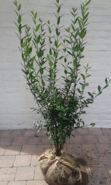 Ligustrum vulgare Atrovirens 100/125 cm